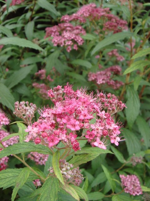 Spiraea x bumalda 'Anthony Waterer' fleur